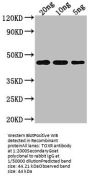 TOXR Antibody