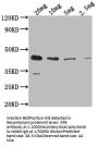 ihfB Antibody