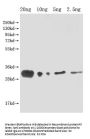 lprG Antibody