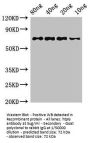 htpG Antibody