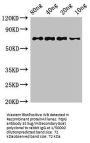 htpG Antibody