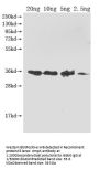 ompA Antibody