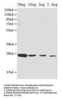 ompX Antibody