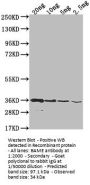 BAME Antibody