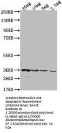 BAME Antibody