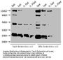 alaA Antibody