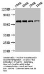 ftsZ Antibody