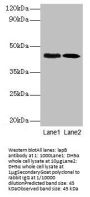 lapB Antibody