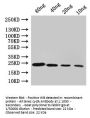 cydA Antibody