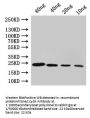 cydA Antibody