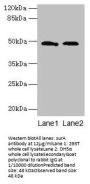 surA Antibody