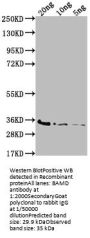 BAMD Antibody