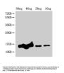 grxD Antibody