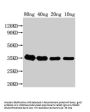 grxD Antibody