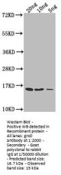 grxD Antibody