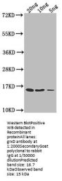 grxD Antibody
