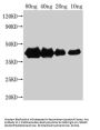 hns Antibody