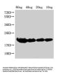 hns Antibody
