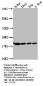 HNS Antibody