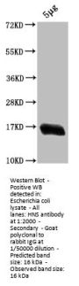 hns Antibody