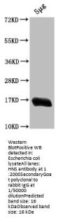 hns Antibody