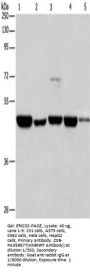 HNRNPF Antibody