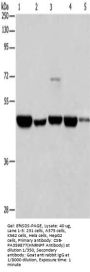 HNRNPF Antibody