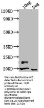 nlpD Antibody