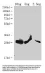 lptE Antibody