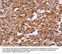 XPO1 Antibody