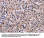 XPO1 Antibody