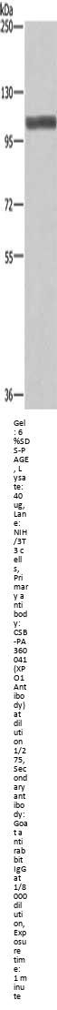 XPO1 Antibody