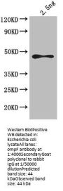 malE Antibody