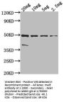 malE Antibody