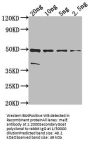 malE Antibody