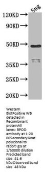 RPOD Antibody