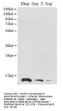 Ribonuclease Antibody