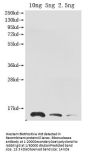 Ribonuclease Antibody