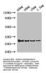 Lysozyme C-1 Antibody