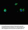Mup6 Antibody