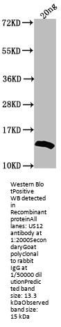 US12 Antibody