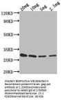 gag-pol Antibody