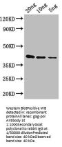 gag-pol Antibody