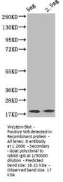 D Antibody