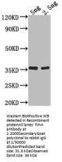 fimA Antibody