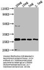 UVSX Antibody