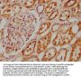 CDK1 Antibody