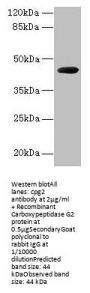 Rabbit anti-Pseudomonas sp.Carboxypeptidase G2 polyclonal Antibody