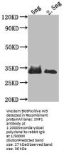 SNF1 Antibody