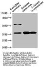 CHN48 Antibody